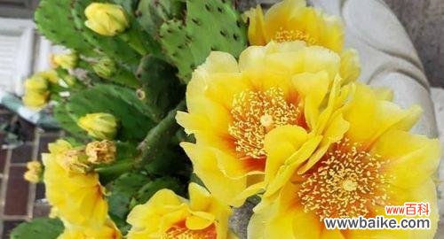 探索仙人掌植物的奥秘 仙人掌的寓意与启示