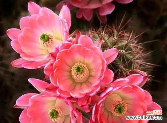 探索仙人掌植物的奥秘 仙人掌的寓意与启示