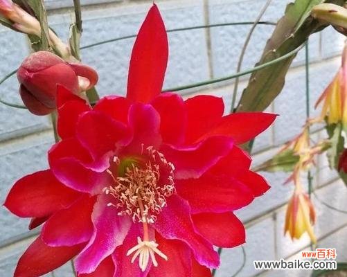 以荷花令箭花花语为主题的绽放之美 花开荷塘，语意绽放