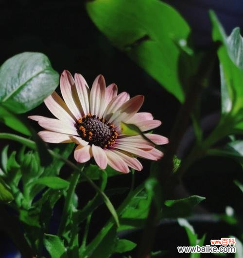 忠诚之花 象征忠诚的植物