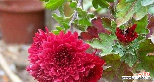 忠诚之花 象征忠诚的植物