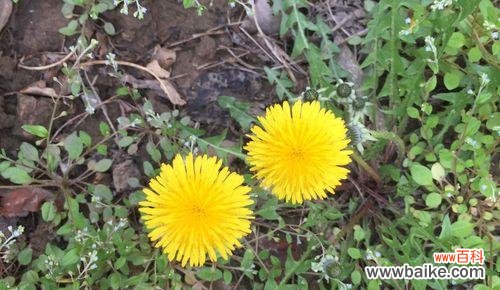 蒲公英花的含义是什么？为什么它常被视为希望的象征？