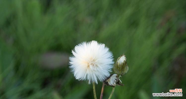 蒲公英花的含义是什么？为什么它常被视为希望的象征？