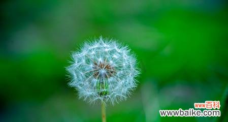 蒲公英的象征意义是什么？它在不同文化中代表了什么？