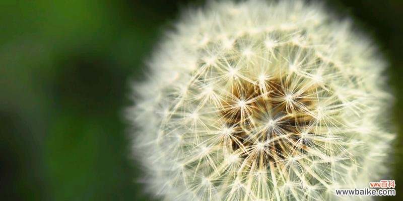蒲公英的象征意义是什么？它在不同文化中代表了什么？
