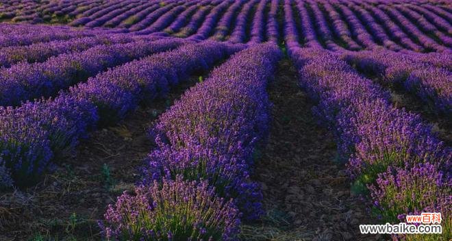 普罗旺斯的花语是什么？如何理解普罗旺斯的花卉象征意义？