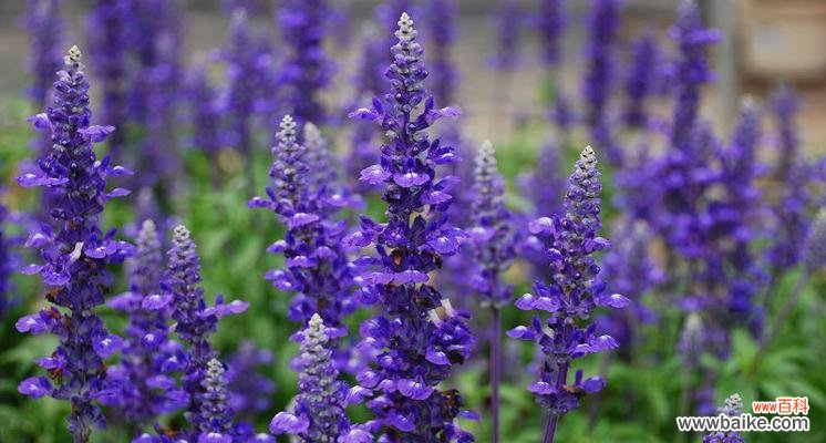 普罗旺斯的花语是什么？如何理解普罗旺斯的花卉象征意义？