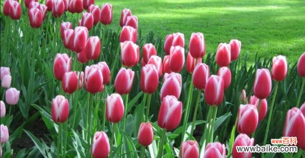 探讨鞠躬感恩的文化内涵 以鞠谢心领——传统美德的重要意义