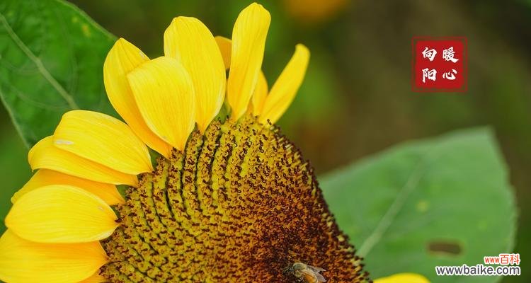 探讨鞠躬感恩的文化内涵 以鞠谢心领——传统美德的重要意义