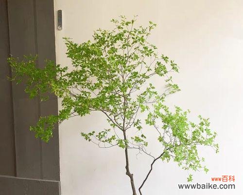 探索自然奥秘 天竺水培