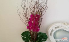 探索自然奥秘 天竺水培