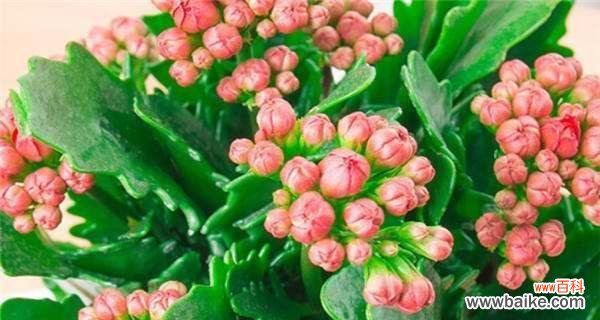 探索长寿之源 长寿花花语的神奇力量