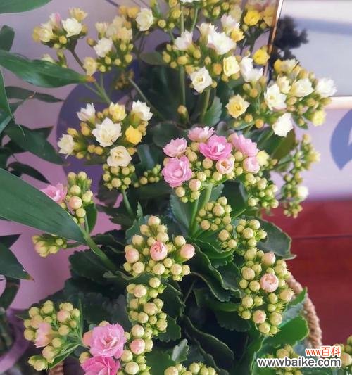 探索长寿之源 长寿花花语的神奇力量