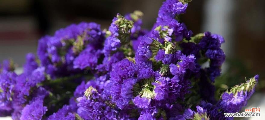 解读不同颜色水晶草的15种花语 水晶草的花语之探索多彩意象