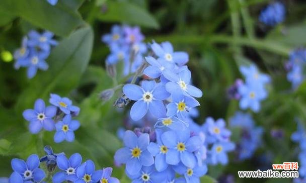 解读不同颜色水晶草的15种花语 水晶草的花语之探索多彩意象