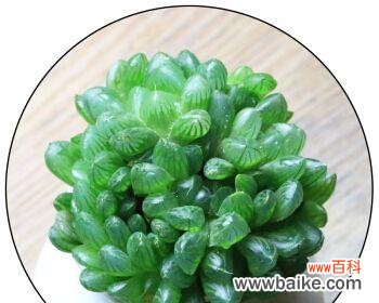 玉露花语的美丽蕴含与传承 玉露花