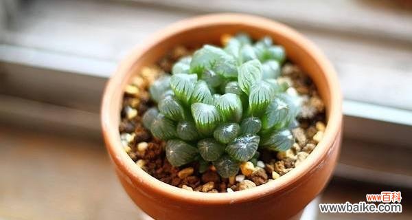 玉露花语的美丽蕴含与传承 玉露花