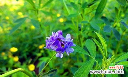 苜蓿花语的意义与象征 苜蓿花语——传递爱与希望的使者