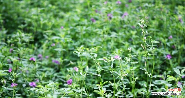 苜蓿花语的意义与象征 苜蓿花语——传递爱与希望的使者