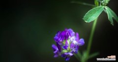 苜蓿花语的意义与象征 苜蓿花语——传递爱与希望的使者