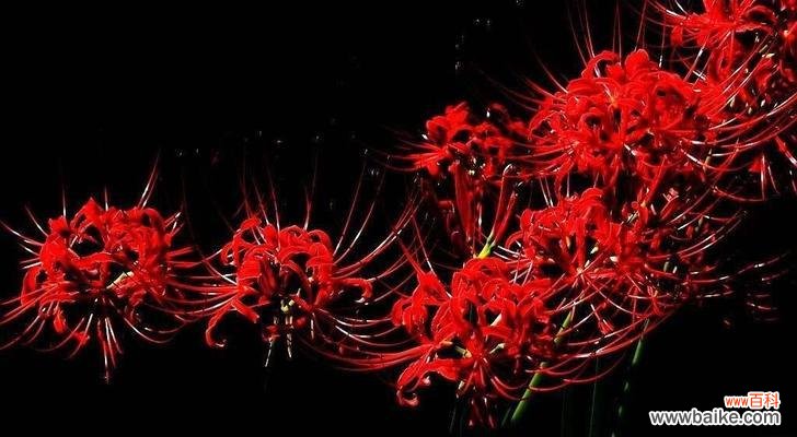 探索彼岸花的深意 彼岸花花语大全