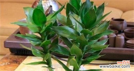 以观音竹花语的美好意象和精神内涵 以观音竹花语象征与寓意