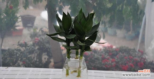 以观音竹花语的美好意象和精神内涵 以观音竹花语象征与寓意