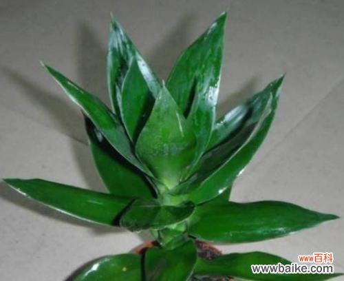 以观音竹花语的美好意象和精神内涵 以观音竹花语象征与寓意