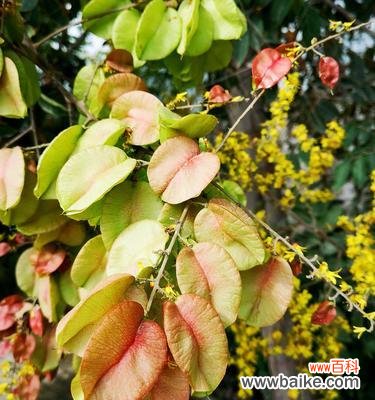 探寻栾树文化的深层内涵 栾树的象征意义与生活启示