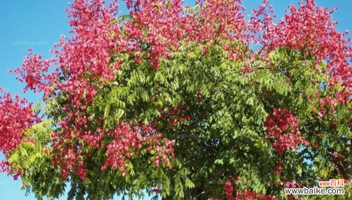 探寻栾树文化的深层内涵 栾树的象征意义与生活启示