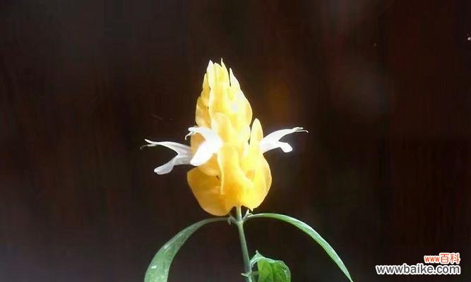 以百日草的花语表达责任与担当精神 担当之花