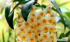 以肿节石斛花语解读 以肿节石斛的花语和含义