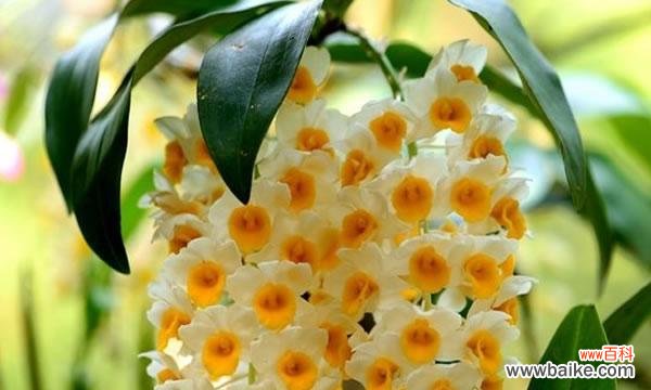 以肿节石斛花语解读 以肿节石斛的花语和含义