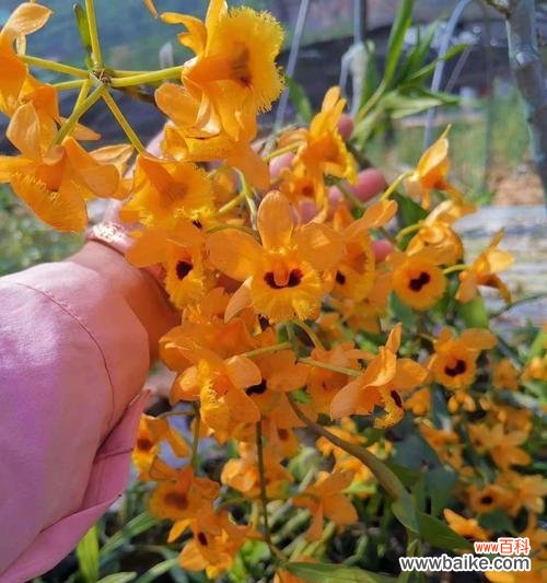 以肿节石斛花语解读 以肿节石斛的花语和含义