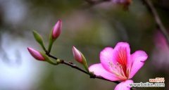 传递爱与希望的紫荆花 紫荆花的花语与寓意