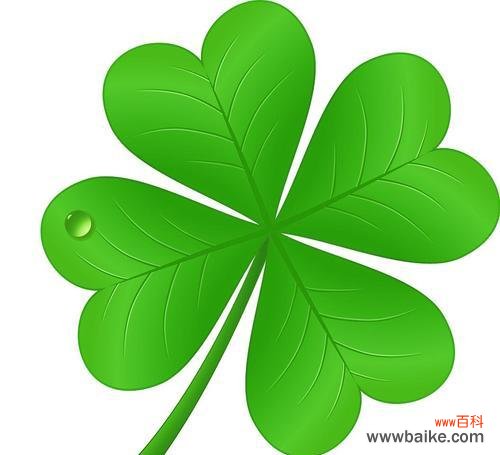 三叶草的象征意义是什么？代表着哪些含义？