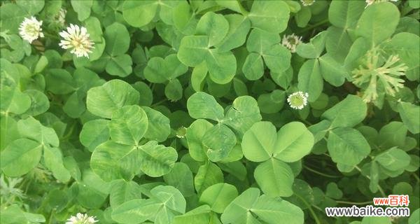 三叶草的象征意义是什么？代表着哪些含义？