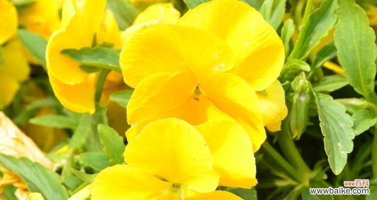 三色堇的花语和寓意象征着什么含义？如何正确解读三色堇的象征意义？