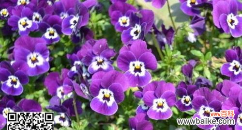 三色堇的花语和寓意象征着什么含义？如何正确解读三色堇的象征意义？