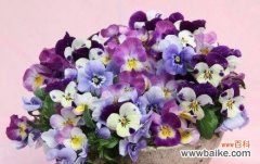 三色堇的花语和寓意象征着什么含义？如何正确解读三色堇的象征意义？