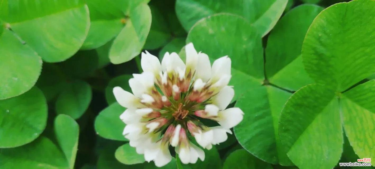 三叶草代表什么？它的花语和寓意有哪些常见问题解答？