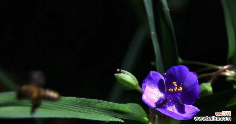 揭开紫露草的神秘花语 紫露草的花语与寓意