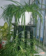 招财进宝 吊兰的风水寓意与摆放位置