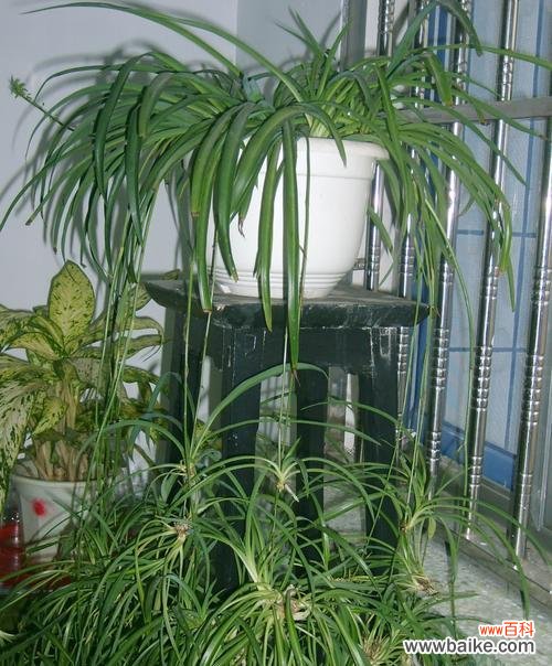 招财进宝 吊兰的风水寓意与摆放位置