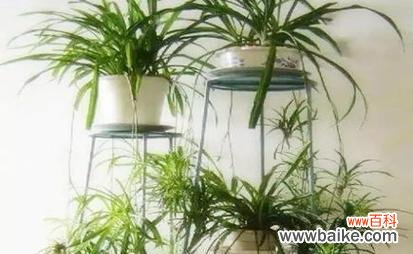 招财进宝 吊兰的风水寓意与摆放位置