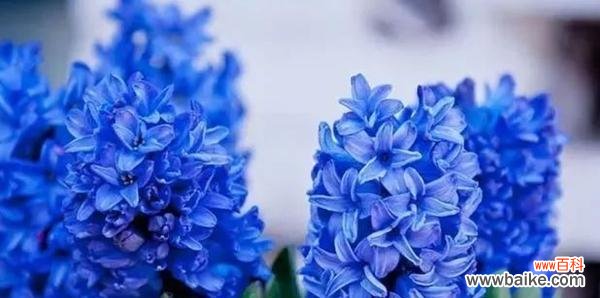 揭示风信子背后的美丽寓意 风信子的象征意义与寓意