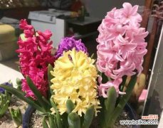 揭示风信子背后的美丽寓意 风信子的象征意义与寓意