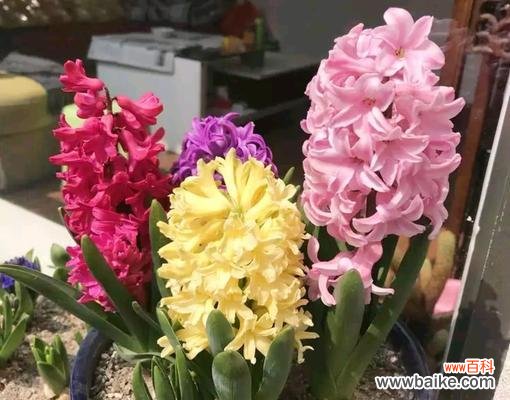 揭示风信子背后的美丽寓意 风信子的象征意义与寓意