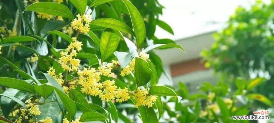 桂花芬芳四溢 桂花的花语与含义