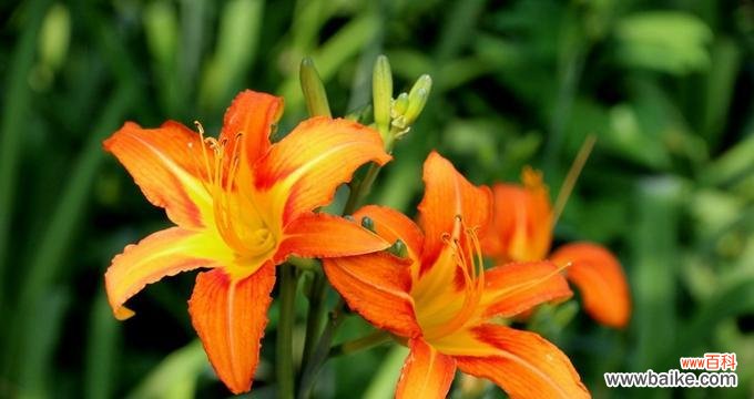 揭示人生中重要的品质和价值观 以萱草为象征的勇敢和坚持精神